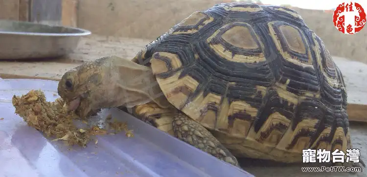 你認識這些陸龜飼料嗎？
