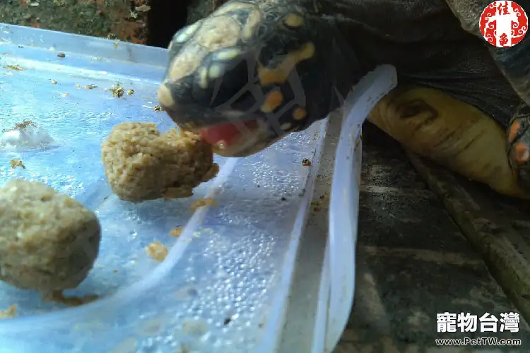 你認識這些陸龜飼料嗎？