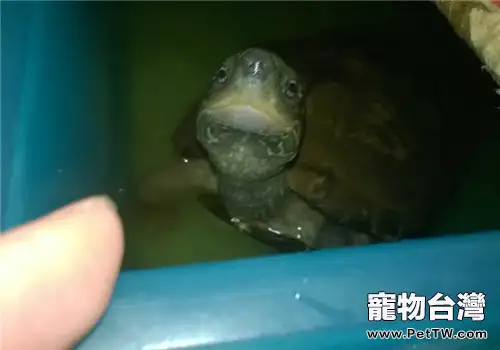 龜龜水中毒怎麼辦？