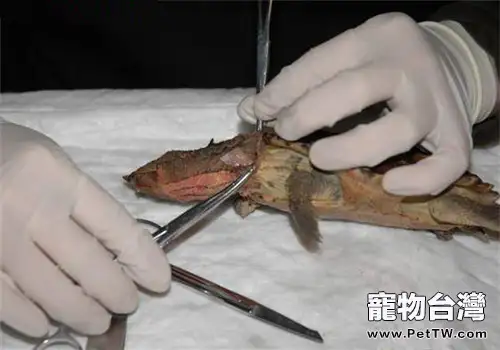 瑪塔龜的屍檢及解剖記錄(1圖)-寵物台灣