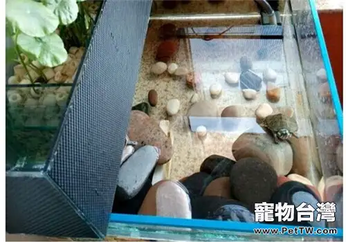 新手家庭養龜必備常識(1圖)-寵物台灣