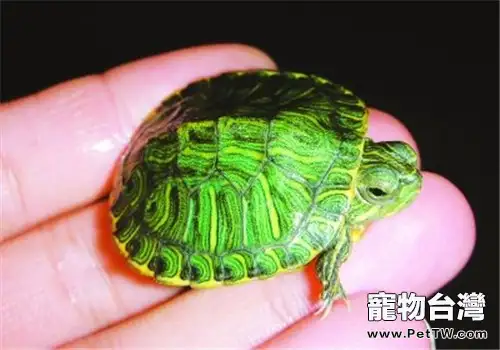 日常照顧巴西龜的方法(1圖)-寵物台灣