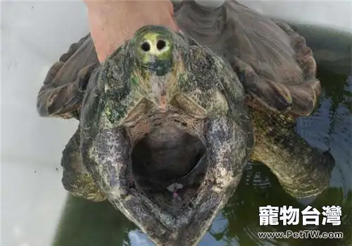 成龜運輸需要注意的問題(1圖)-寵物台灣