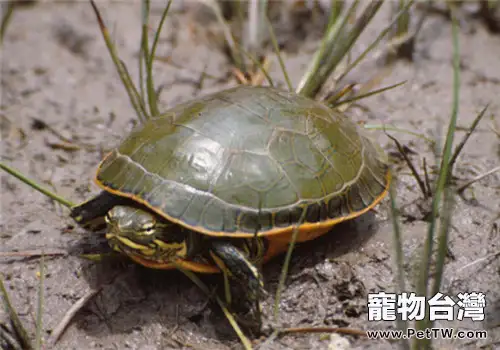 選購水龜的方法