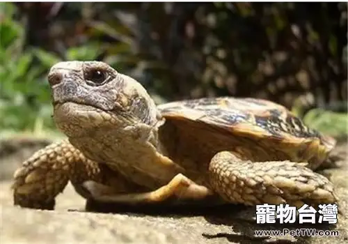 餅乾龜的形態特徵