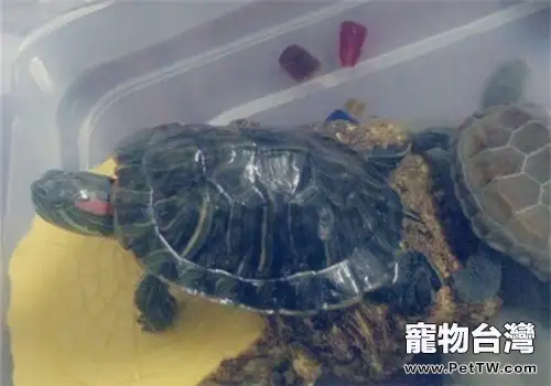 巴西紅耳龜品種簡介(1圖)-寵物台灣