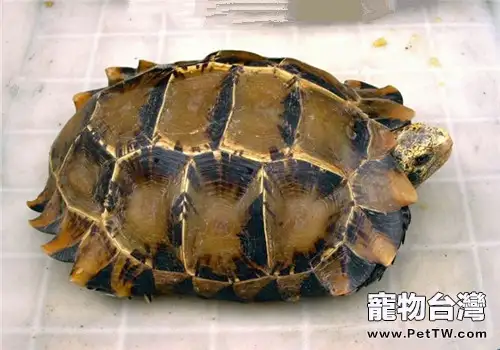 凹甲陸龜品種簡介(1圖)-寵物台灣
