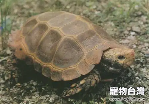 凹甲陸龜的養護方法