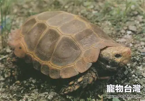 凹甲陸龜的養護方法(1圖)-寵物台灣
