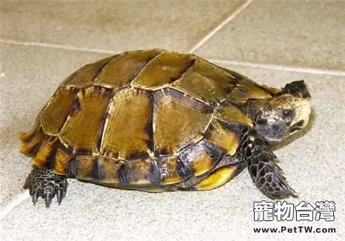 凹甲陸龜飼養環境的介紹