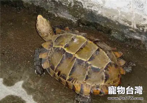 凹甲陸龜人工飼喂方法