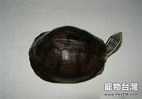 安布閉殼龜的形態特徵