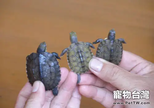 艾氏擬水龜外形特徵(1圖)-寵物台灣