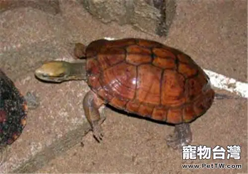 艾氏擬水龜的養護方法