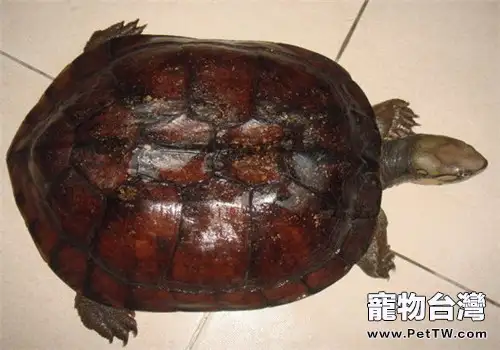 艾氏擬水龜生活環境介紹