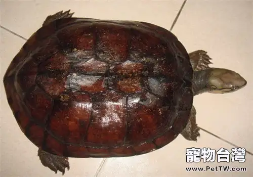 艾氏擬水龜生活環境介紹(1圖)-寵物台灣