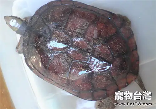 艾氏擬水龜餵食方法
