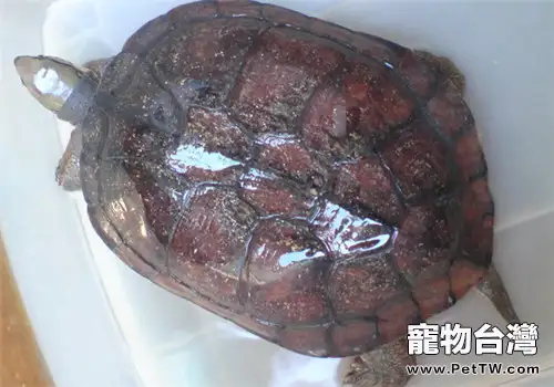 艾氏擬水龜餵食方法(1圖)-寵物台灣