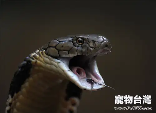 埃及眼鏡蛇的攝食介紹(1圖)-寵物台灣