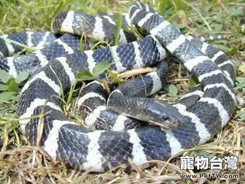艾基特林海蛇的品種簡介(1圖)-寵物台灣