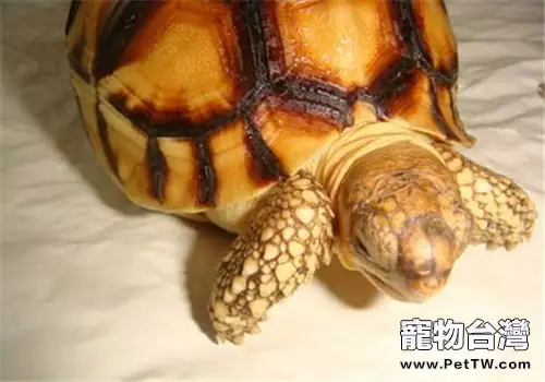 安哥洛卡陸龜品種簡介(1圖)-寵物台灣