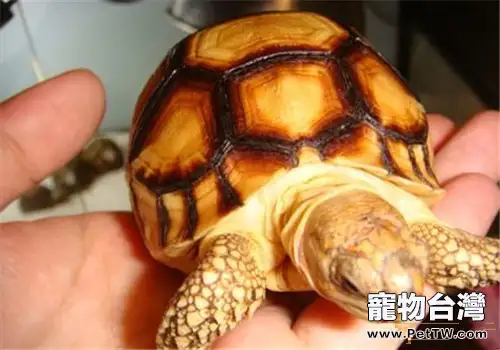 安哥洛卡陸龜的形態特徵(1圖)-寵物台灣