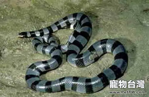 艾基特林海蛇的形態特徵