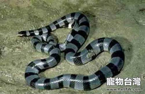 艾基特林海蛇的形態特徵(1圖)-寵物台灣