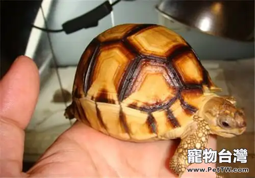 安哥洛卡陸龜的生存環境(1圖)-寵物台灣