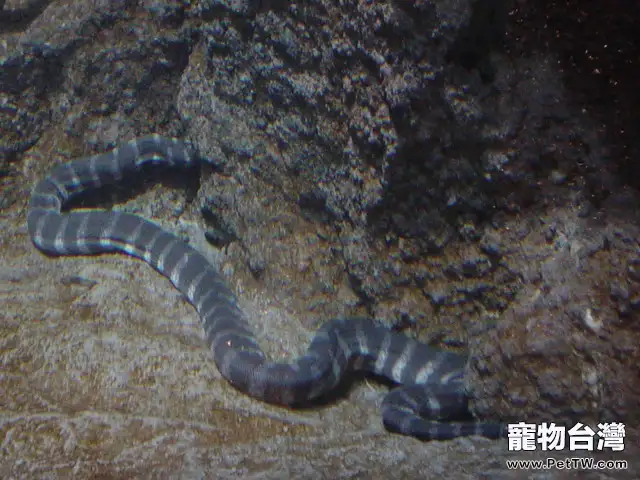 艾基特林海蛇的生活環境