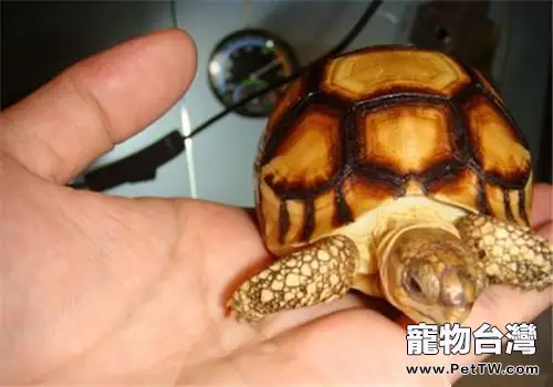 安哥洛卡陸龜吃什麼?(1圖)-寵物台灣