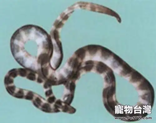 艾基特林海蛇的攝食方法