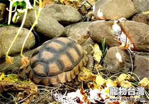 阿根廷象龜的品種簡介(1圖)-寵物台灣