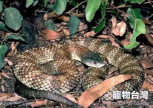 澳洲老虎蛇的外形特徵(1圖)-寵物台灣