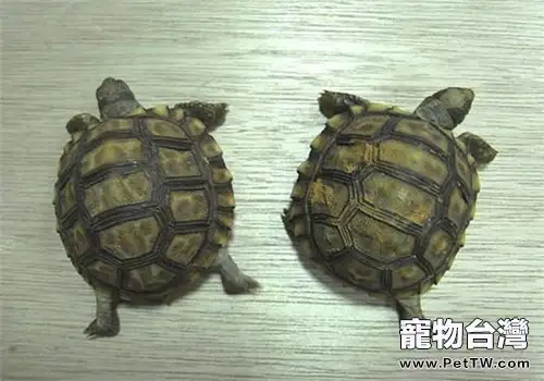 阿根廷象龜的形態特徵(1圖)-寵物台灣