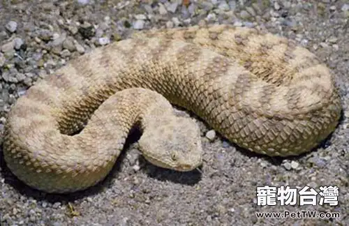 澳洲老虎蛇的養護要點(1圖)-寵物台灣