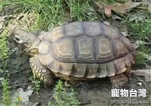阿根廷象龜的養護概述(1圖)-寵物台灣