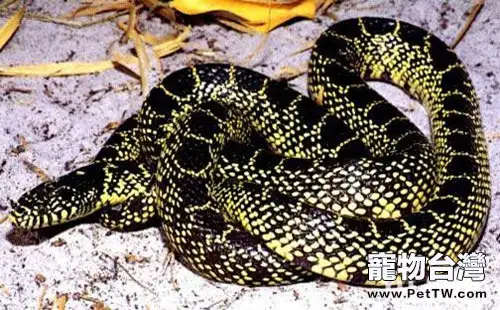 澳洲老虎蛇的生活環境要求