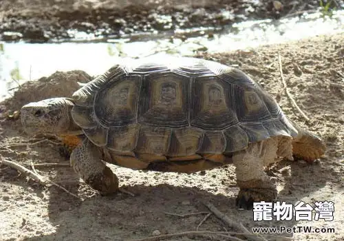 阿根廷象龜對環境的要求