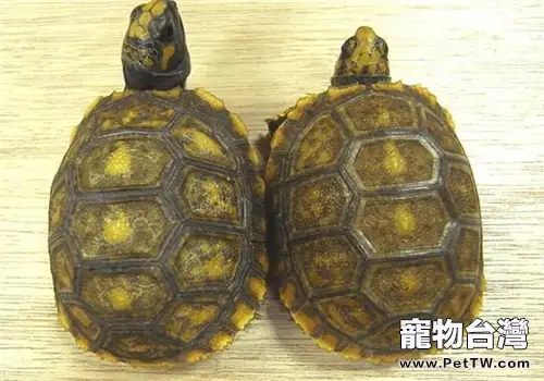 阿根廷象龜的食物選擇(1圖)-寵物台灣