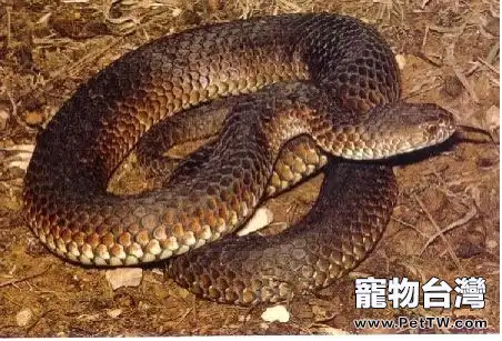 澳洲老虎蛇的攝食特點(1圖)-寵物台灣