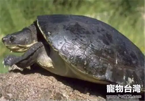 澳北盔甲龜的形態特徵(1圖)-寵物台灣