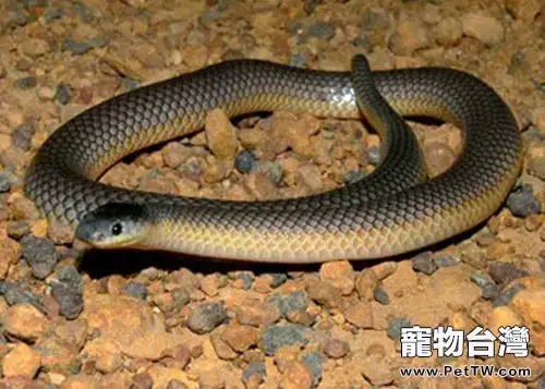 澳洲金剛蛇的品種特徵