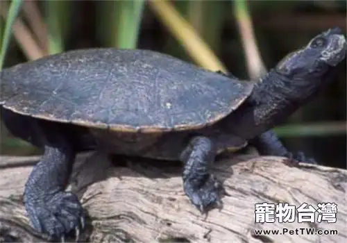 澳北盔甲龜的養護知識