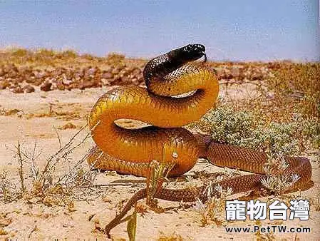 澳洲金剛蛇的生存要求