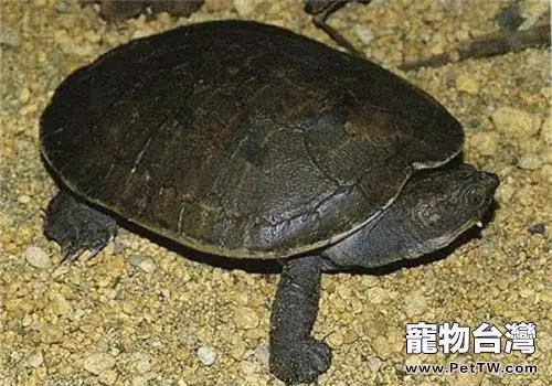 澳北盔甲龜的生活環境要求