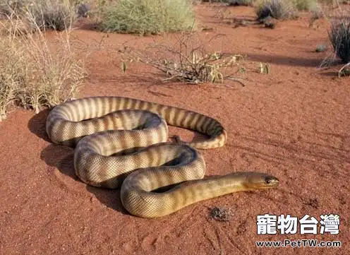 澳洲金剛蛇的養護要求