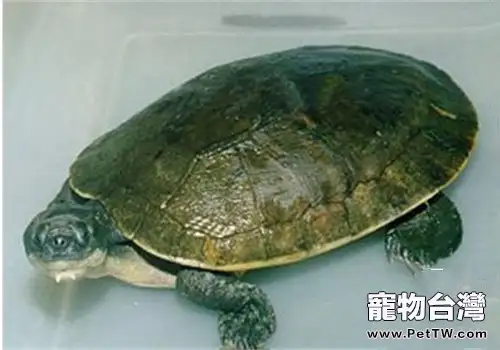 澳北盔甲龜的飼喂方法