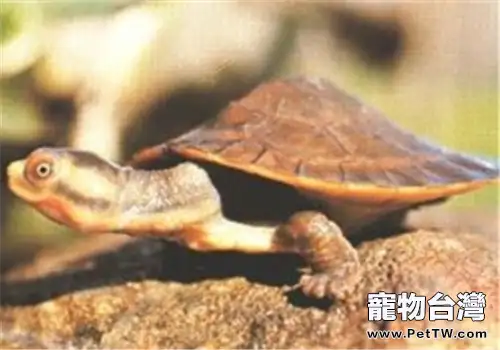 澳洲大頭曲頸龜的形態特徵