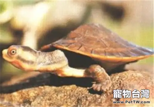 澳洲大頭曲頸龜的形態特徵(1圖)-寵物台灣